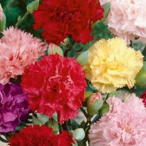 Carnation double chaubaud mix