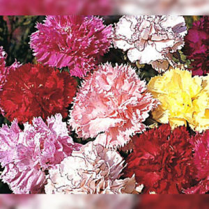 Carnation double picotee mix