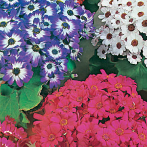 Cineraria masterpiece hybrid mix