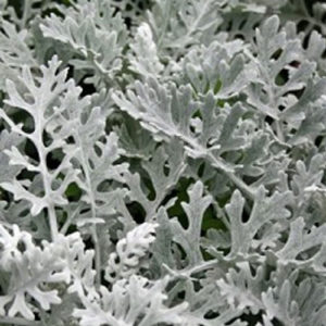 Cineraria silverdust