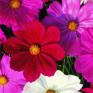 COsmos early sensation dwarf mix