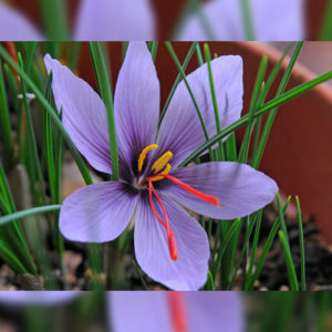 Saffron (Zafran)