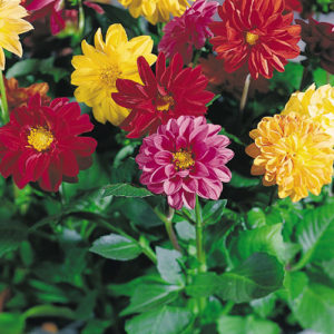 Dahlia Garden Pride Mix