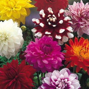 Dahlia decorative giant mix