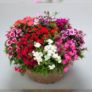 Dianthus f-1 diamond mix