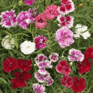 Dianthus chinesis double mix