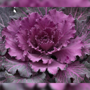 Flowering Cabbage Osaka Red