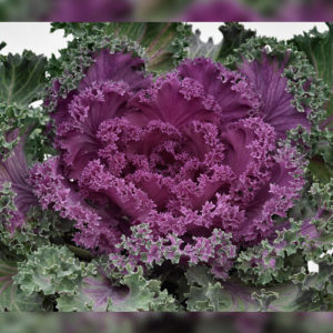 Flowering Kale f-1 Nagoya red