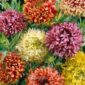 Gaillardia Lorenziana double mix