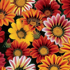 Gazania sunshine mix