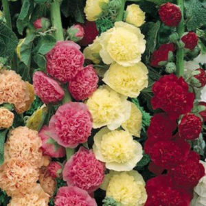 Hollyhock double mix