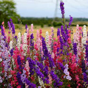 Larkspur mix