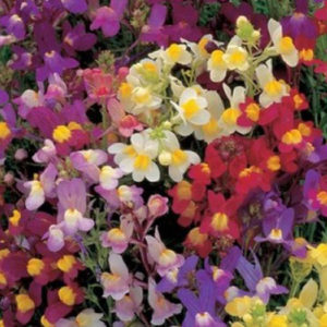 Linaria Fairy bouquet mix