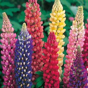 Lupinus russel mix