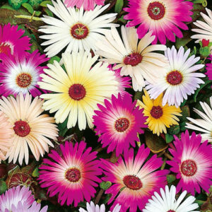 Mesembryanthemum Mix