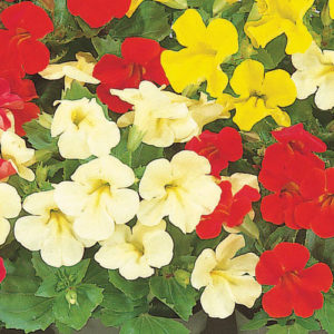 Mimulus F-1 Mystic Mix