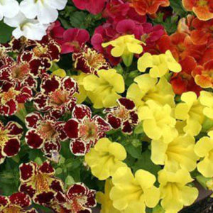 Mimulus F-2 Mix