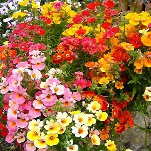 Nemesia Carnival mix