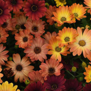 Osteospermum Akila Sunset Shades