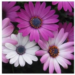 Osteospermum ballade mix