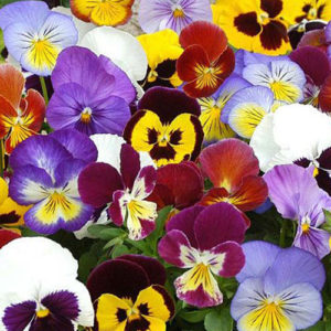 Pansy Swiss Giant Mix