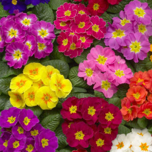 Primula F-1 Danova Mix