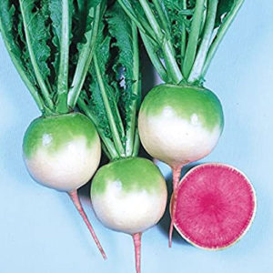 Radish Red Meat