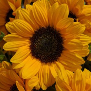 Sunflower Vincent'2 Choicece