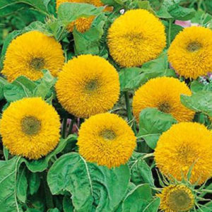 Sunflower Teddybear Gold