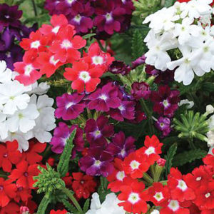 Verbena hybrid mix