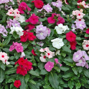 VInca dwarf little mix