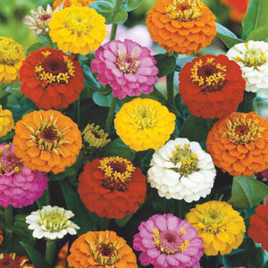 Zinnia Lilliput mix