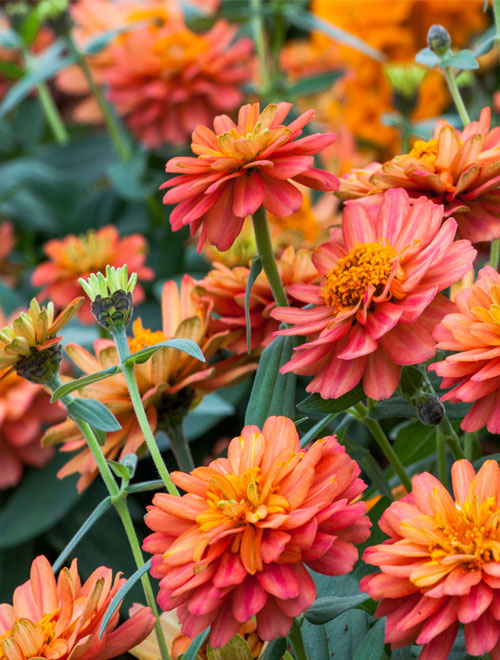 Zinnia F-1 Profusion Double - Sunny View Seeds | Buy Seeds, Bulbs ...