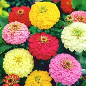 Zinnia super yoga mix