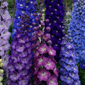 Delphinium Pacific Giant Mix