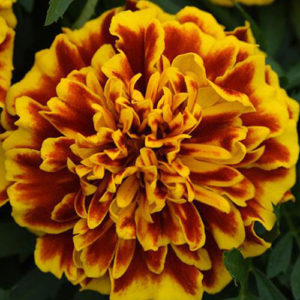 French Marigold Bee