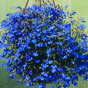 Lobelia erinus blue palace