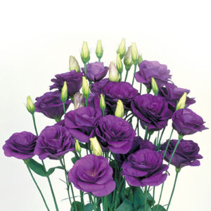 Lisianthus Voyage Blue