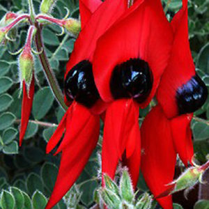 Clianthus Dampieri