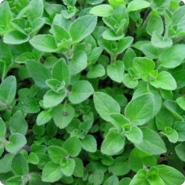 Greek Oregano