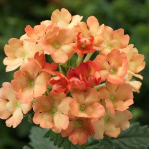 Verbena Apricot