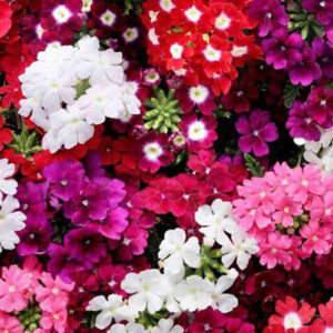 Verbena sparkle varieties mix