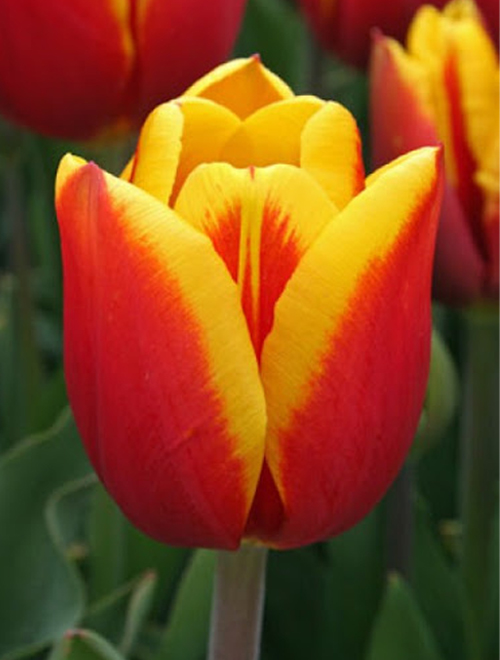 Tulips | Sunny View Seeds | Buy Seeds, Bulbs, Fertilizers, Garden ...