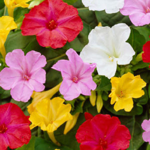 Mirabilis Jalapa Mix