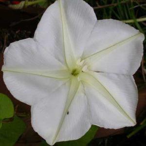 Moonflower