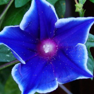 Morning glory blue picotee