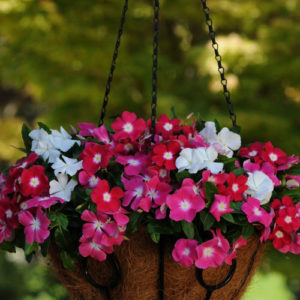 Vinca Mediterranean (Hanging) Mix