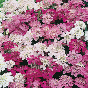 Candytuft Fairy Mix