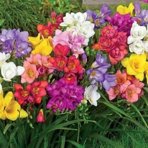 Freesia Royal Champion Mix