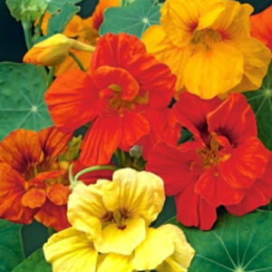 Nasturtium Jewel Mix